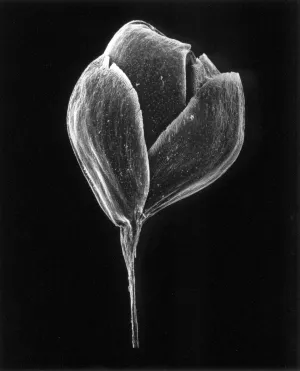 11-06-1 Quaking Grass, 20x