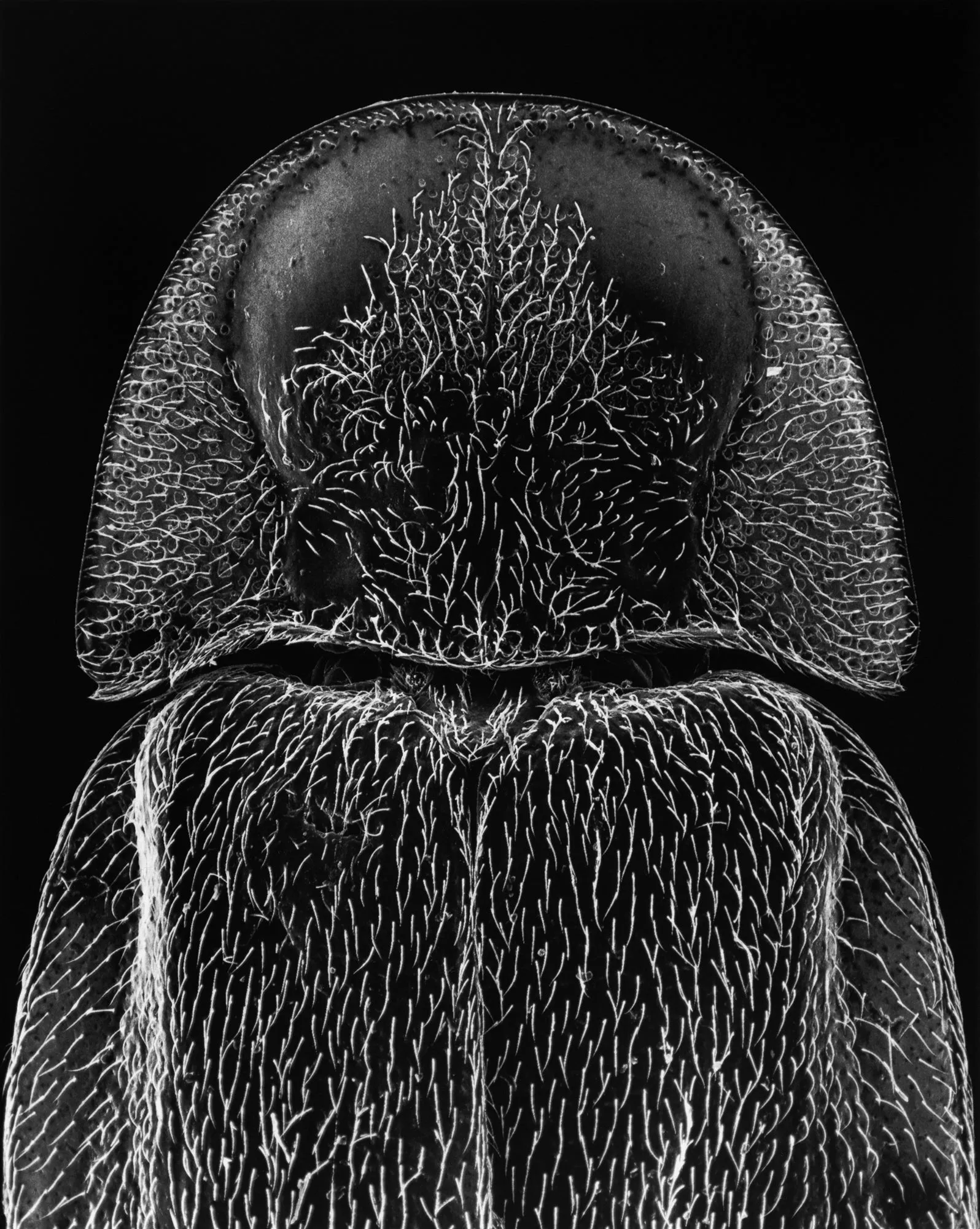13-06-2 Head of a Firefly, 25x