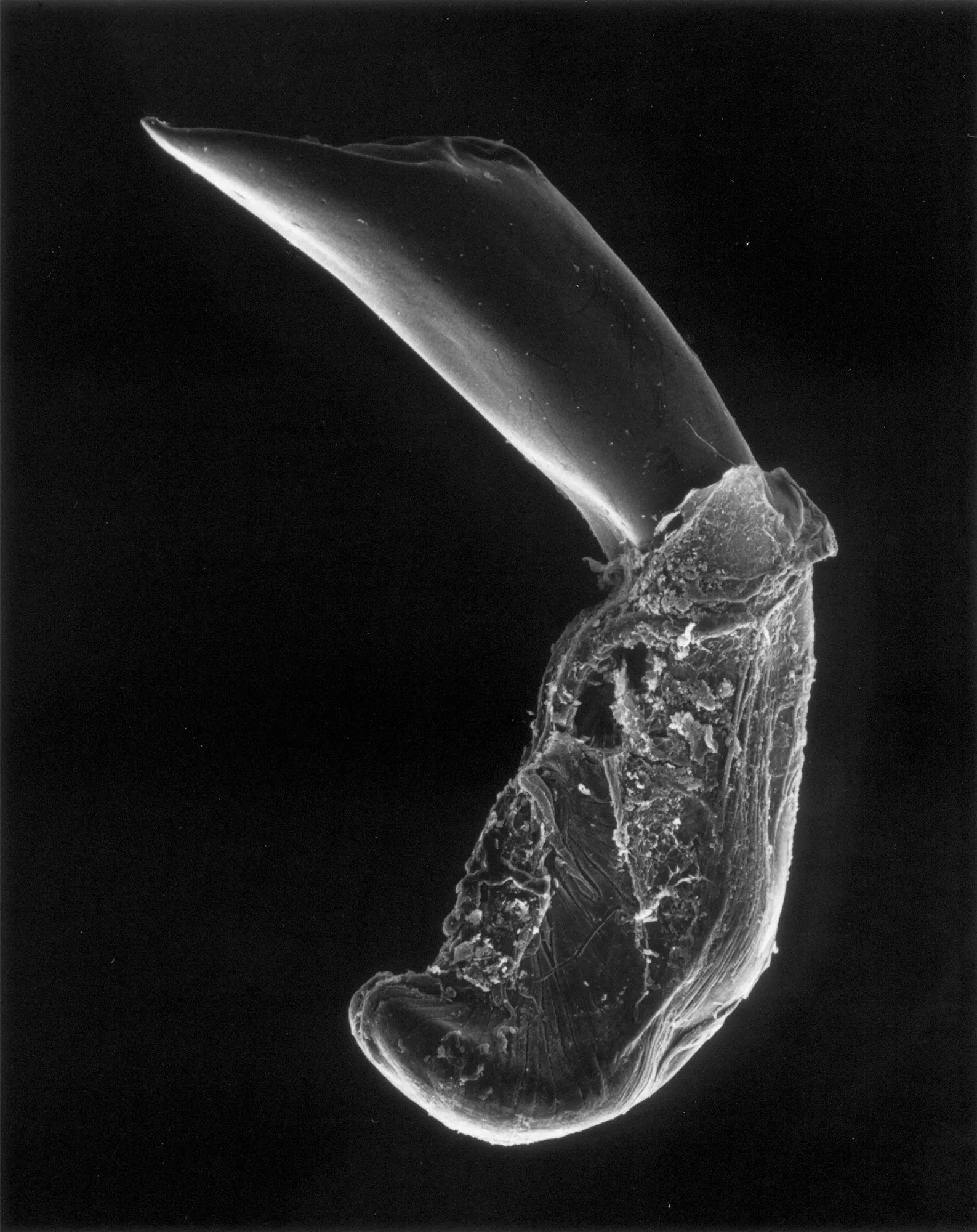 15-05-2 Phallus of a Beetle, 50x