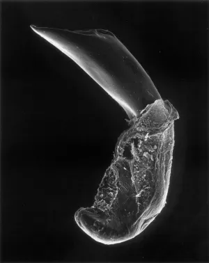 15-05-2 Phallus of a Beetle, 50x