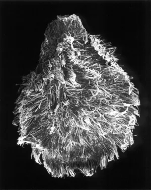 19-05-4 Tomato Seed, 25x