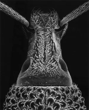 64-98-8 Head of a beetle, 40x